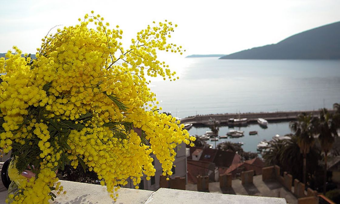 FESTIVAL MIMOZE 2020. HERCEG NOVI 2 dana 1 noćenja sa doručkom