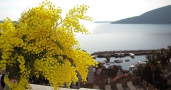 FESTIVAL MIMOZE 2020. HERCEG NOVI 2 dana 1 noćenja sa doručkom